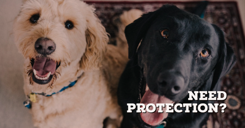 Is a dog fit to protect your home?